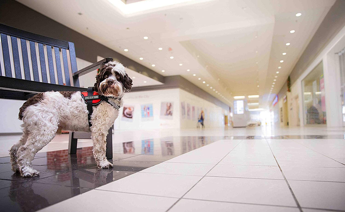 Service Dog in Training Vest Harness, Small 19.5-25 in Red