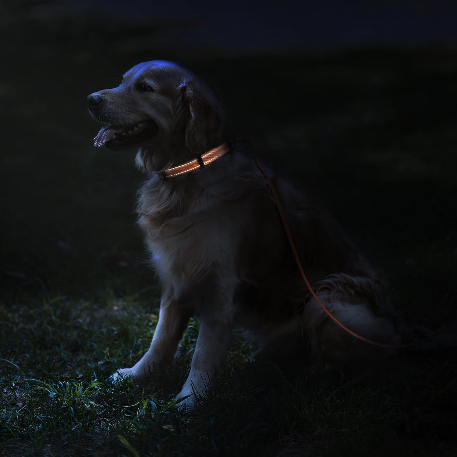 Reflective Dog Collar, Quick-Release Buckle (Black, 7-11 Inch (New))