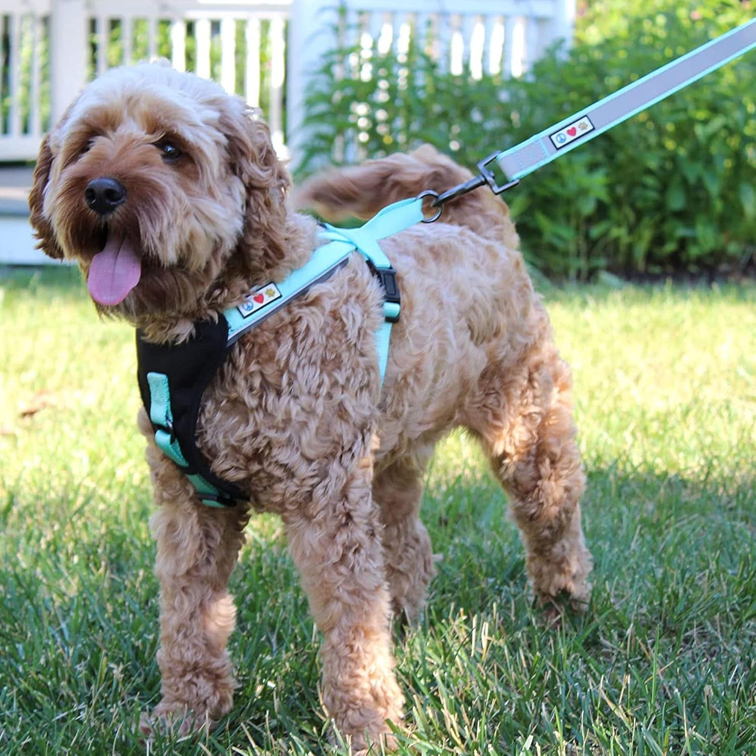 Black Dog Leash 6 Ft Custom ID Lead for Dogs & Puppies Reflective Comfortable Padded Handle Embroidered Name & Phone Number