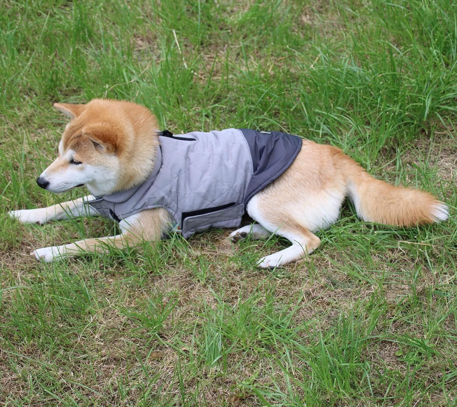 Reversible Dog Coat for Small Dogs with 2 Leash Openings